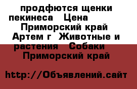 продфются щенки пекинеса › Цена ­ 4 000 - Приморский край, Артем г. Животные и растения » Собаки   . Приморский край